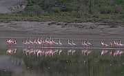 Lesser flamingo (phoeniconaias minor), Lake Ndutu, Serengeti